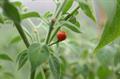 Capsicum galapagoense